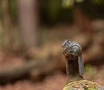 Siberische grondeekhoorn van Antoine Sprangers thumbnail