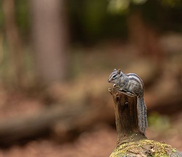 sibirischen Erdhörnchen von Antoine Sprangers
