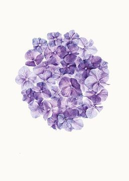 Curiosity Cabinet_Flowers_01_Hortensia by Marielle Leenders