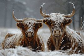 Besneeuwd wonder: Hooglanders in winterse pracht - een fascinerende foto voor liefhebbers van rustieke charme van Poster Art Shop