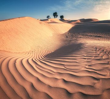 Wahiba Sands Woestijn in Oman van Jean Claude Castor