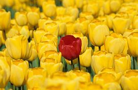 rode tulp  von Hein de Vries