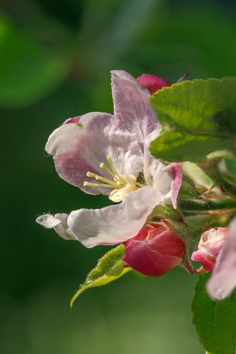 Close-up van een appelbloesem