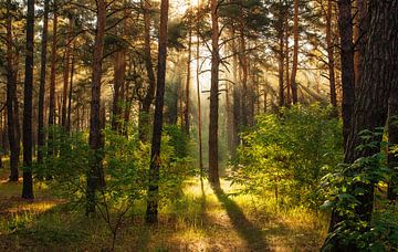 zonnig bos van Mykhailo Sherman