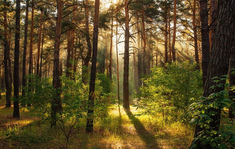 zonnig bos van Mykhailo Sherman