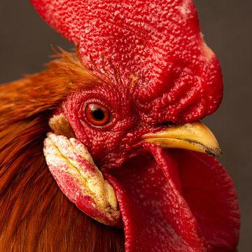 Portrait d'un coq rouge sur Latifa - Natuurfotografie