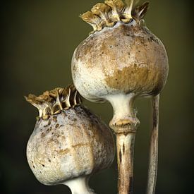 Papavers van Jan van der Knaap