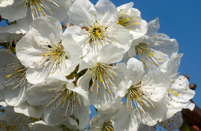 bloeiende kersenboom 2 von George Burggraaff