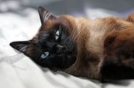 Siamese kat van Edwin Butter thumbnail