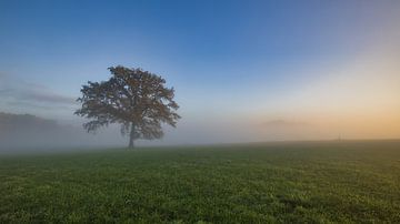 Boom in de mist van Henrys-Photography