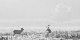 Hello!? by Kris Hermans