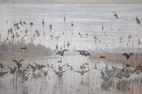 Abstracte fotografie | Fantasie | Minimalisme | Watervogels met pluimen riet