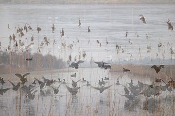 Watervogels met pluimen riet van Art by Janine