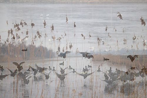 Water birds with plumes of reeds