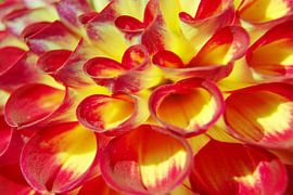 Just a flower by Huub Westendorp