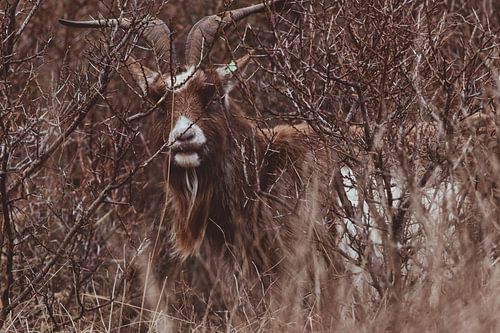 Die echte holländische Landziege in den holländischen Dünen