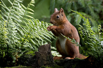 Squirrel eating out of his fist