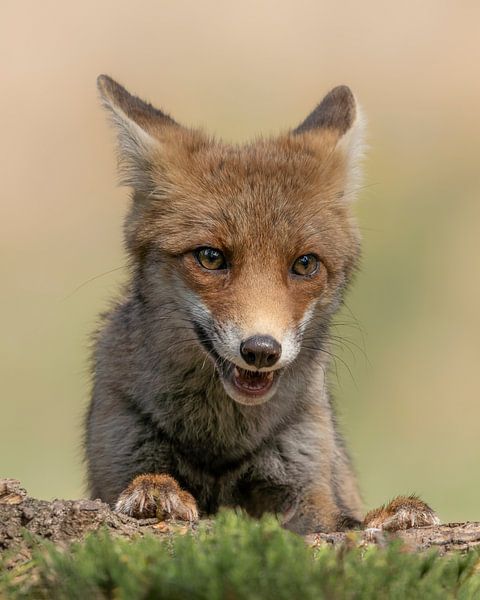 Portrait of a young fox. by Albert Beukhof