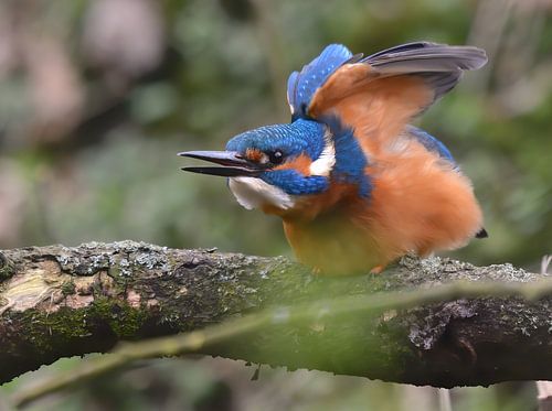 Kingfisher stretches
