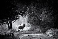 Belling of the deer by jowan iven thumbnail