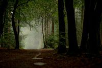 Speulderbos Veluwe