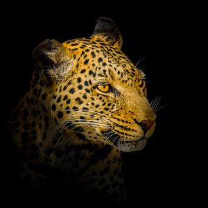 Porträt eines Leoparden von Omega Fotografie