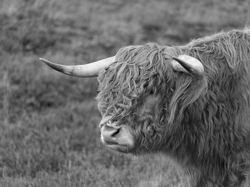 Schotse Hooglander in zwart wit