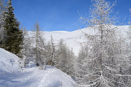 Paysage hivernal avec un sentier de montagne enneigé et des arbres recouverts de glace. Vallée de la Lachtal, Autriche sur Tomherkules