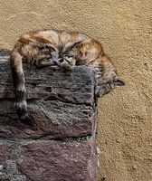 Sleeping Cat
