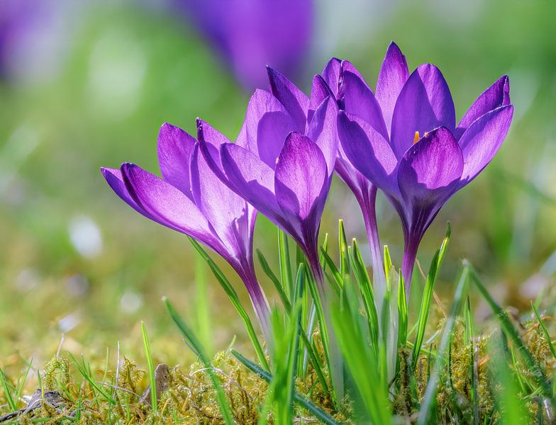 Macro of purple crocus flowers in the garden by ManfredFotos