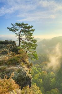 Kiefer am Gleitmannshorn in der Sächsischen Schweiz