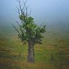 The tree in the mist by Jens Sessler