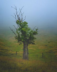 Der Baum im Nebel von Jens Sessler
