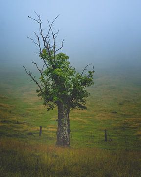 De boom in de mist