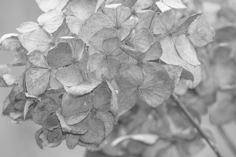 hydrangea #24 by Hanneke Bantje