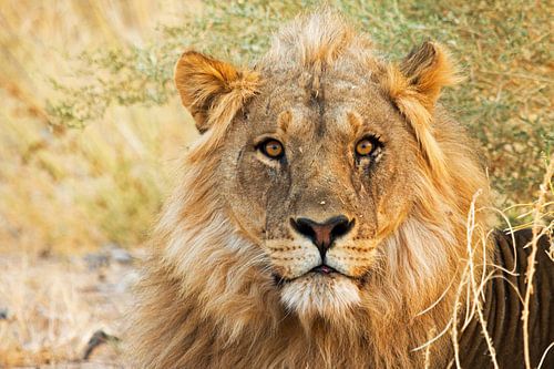 Löwen-Porträt