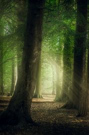 Licht in de duisternis van Klaas Fidom