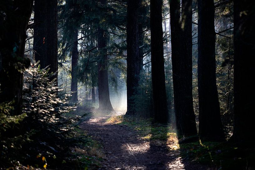 Zonnestralen in donker herfstbos van Edwin Butter