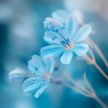 Blauwe bloemenpracht