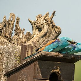 Paartje Scharrelaar op de nestkast van Bert Altena