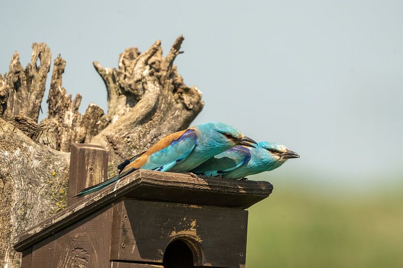 Paartje Scharrelaar op de nestkast van Bert Altena