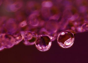 Purple Rain (Druppels in Donkerrood) van Caroline Lichthart
