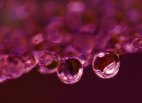 Purple Rain (Druppels in Donkerrood)
