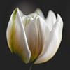 Tulipe blanche sur Sandra Hogenes
