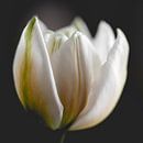 Witte tulp van Sandra Hogenes thumbnail