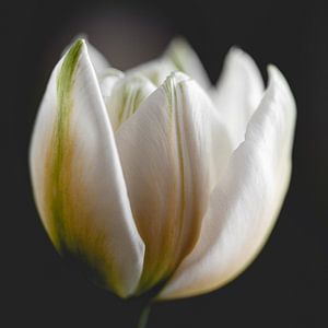 Witte tulp van Sandra Hogenes