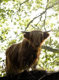 I Will wacht you! van Kim Jansen