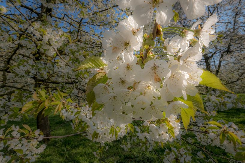 Volop bloesem by Moetwil en van Dijk - Fotografie