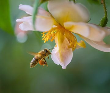 Makro einer fliegenden Biene vor einer Kletterrosenblüte von ManfredFotos