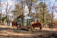 brown horses with blond manes